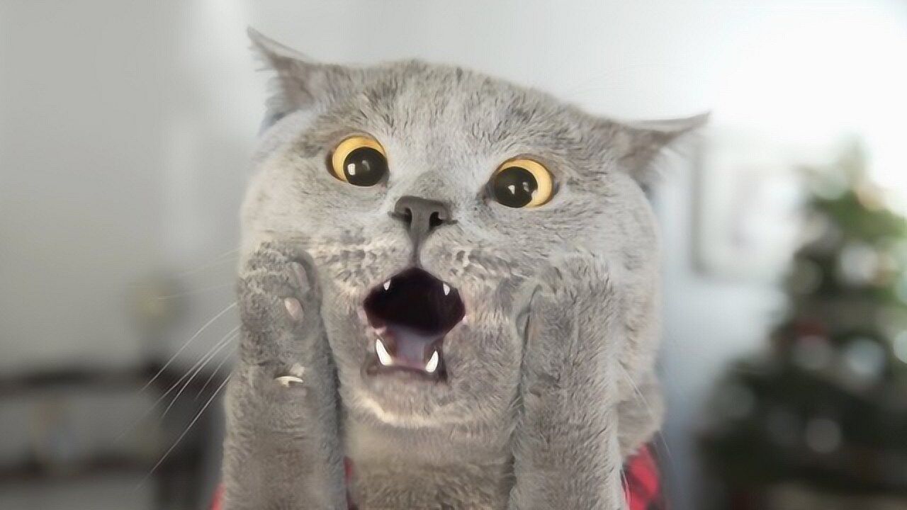 猫咪睡醒后看到眼前的画面彻底傻眼了下一秒一定要憋住别笑