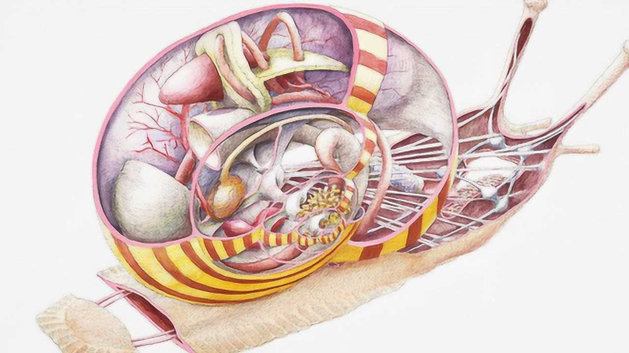 蜗牛壳内部结构图片