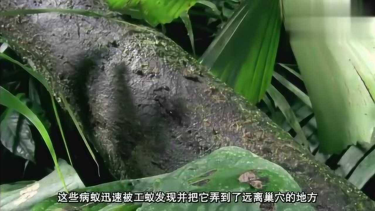 被冬蟲夏草孢子寄生的動物這畫面真像科幻電影中的外星生物