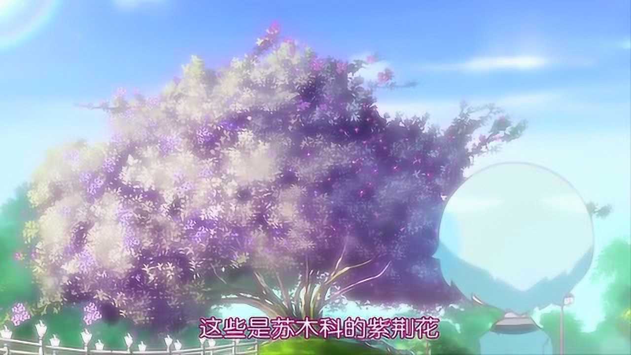 小花仙第四季紫荆花图片