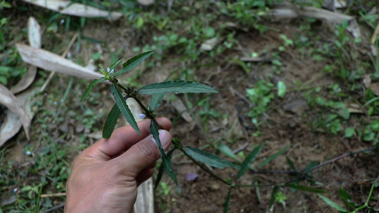 这味草药又名穿心蛇价值用途挺不错的