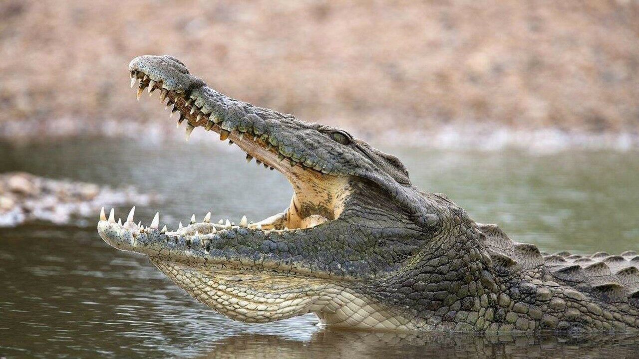 非洲狮vs尼罗鳄,非洲双雄之间的对决