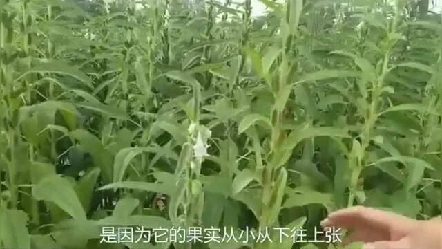 农村小伙种植芝麻, 寓意芝麻开花节节高