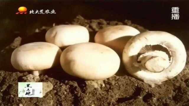 致富新项目:秸秆发酵技术种植双孢菇 100平方米一茬能挣4万元