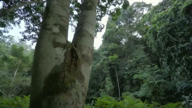 纪录片《萤火虫》雨林中小昆虫们忙碌的一天,背着蚂蚁行走的昆虫