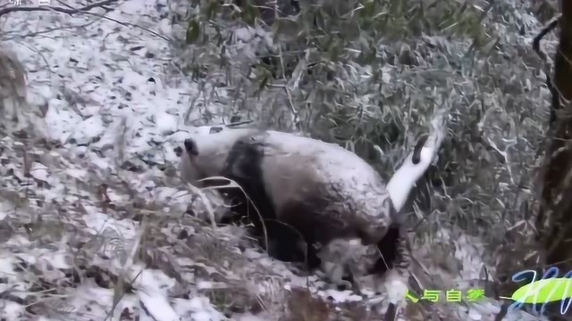 大熊猫:秦岭大熊猫居然与众不同,野生熊猫能食肉