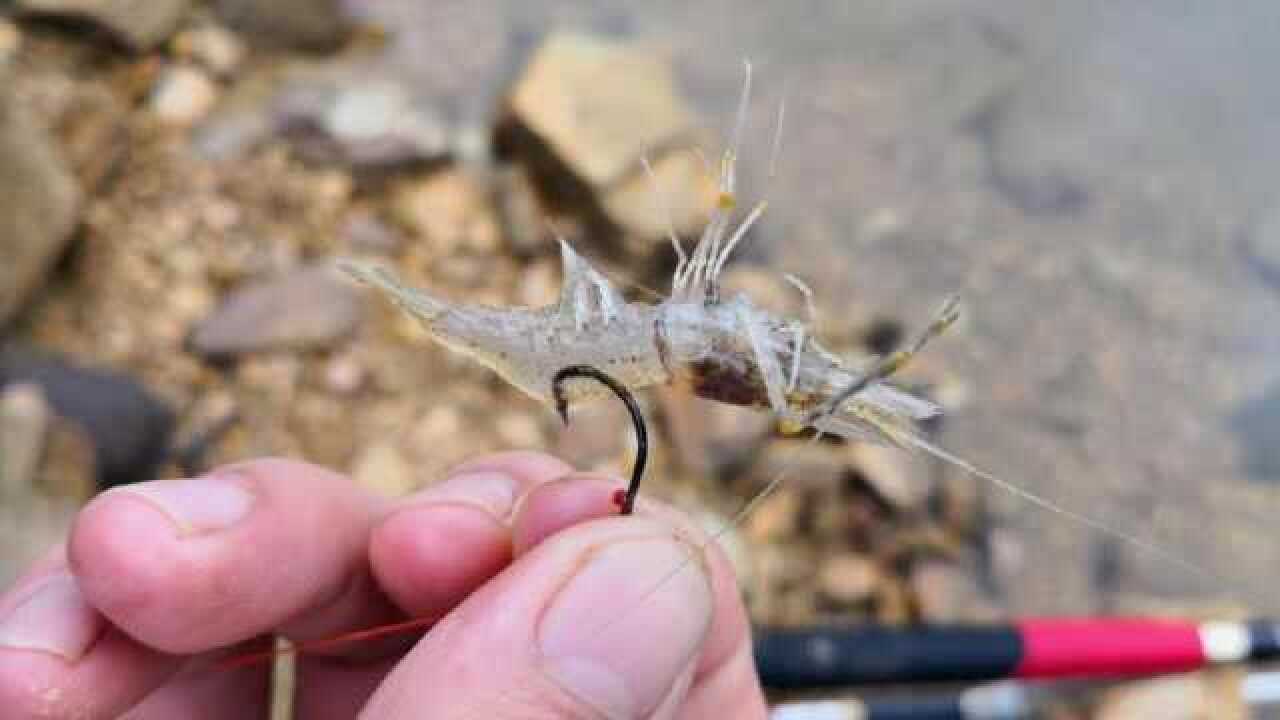 钓鱼技巧冬天用河虾钓鱼很不错这种挂钩方法教给大家很实用