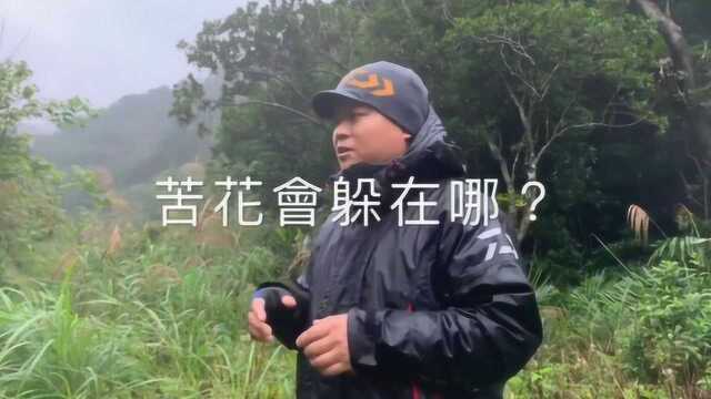 苦花鱼会躲在哪里?溪钓大师现场教学,实地告诉你怎么找苦花鱼