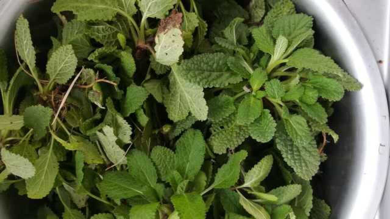 蛤蟆草是种不错的中药,用它泡水有什么身体的功效?