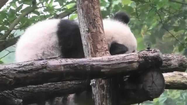 蜷缩在雨中的熊猫圆梦:奶妈怎么还不来接我?