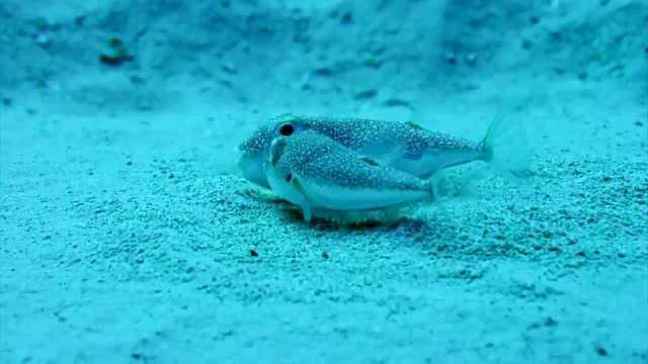 生命的故事雌性河豚重复着产卵的动作雄性河豚在后面帮忙