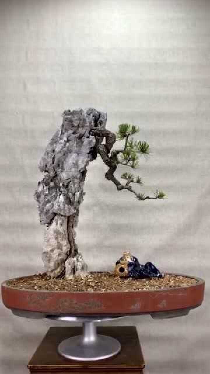 实拍朋友的附石松盆景,韵味十足,太养眼,好想有一盆!