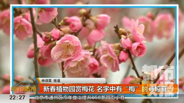 新春植物园赏梅花 名字中有“梅”可免费领取门票一张