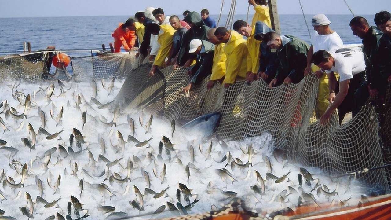 捕捞鱼类大型海洋动物-惊人的网捕鱼捕捞大量深海鱼类_高清1080P在线观看平台_腾讯视频