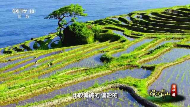 绿水青山看中国丨海水稻产的大米是什么颜色呢?