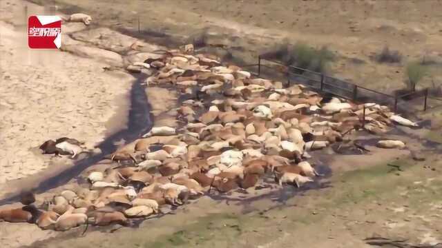 损失惨重!澳洲久旱逢暴雨引发百年特大洪水,50万头牛被淹死