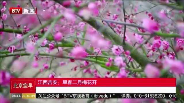 江西吉安:早春二月梅花开