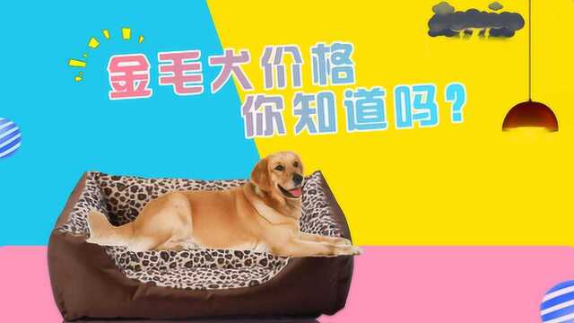 金毛犬价格:不同犬种分别在什么价位?