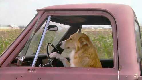 小狗为了回到主人身边，竟学会了开车，人类都阻止不了了！
