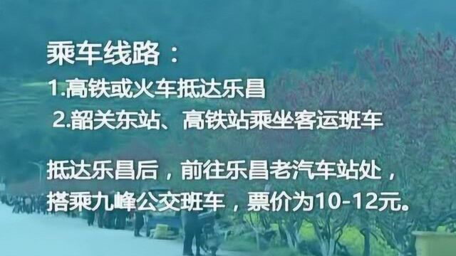 韶关:桃李花争相怒放 游客闻香而至