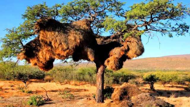 非洲织巢鸟的最大鸟巢,结果因为一滴露水,被烧成灰烬