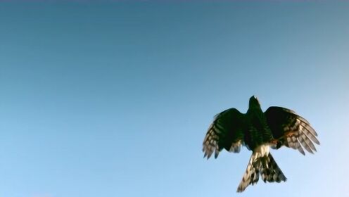 雀鹰是让人惊叹的飞行高手，能充分利用地形和障碍物飞近猎物！