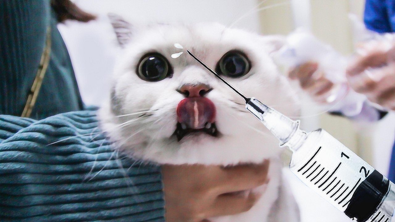 带猫咪打疫苗,猫咪全程乖乖配合,原来是提前做了这些事!_高清1080P在线观看平台_腾讯视频