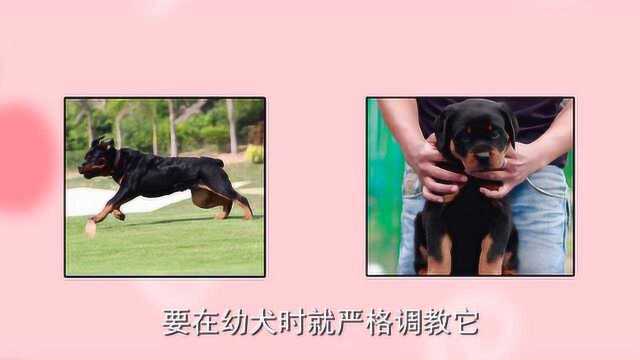 罗威纳犬性格特征