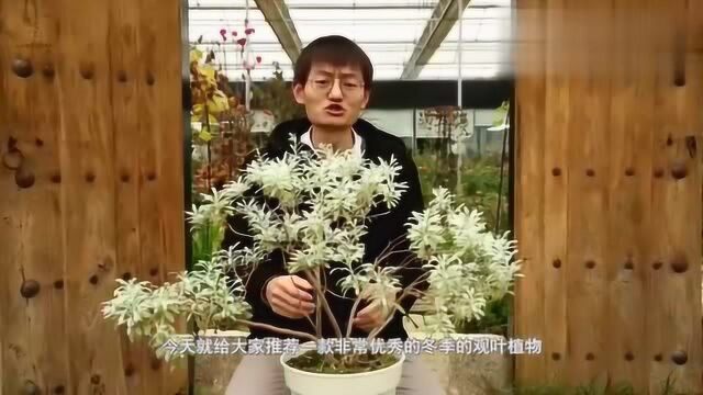 可以做盆景造型的银白色芙蓉菊,阳台露台花园优选观叶植物