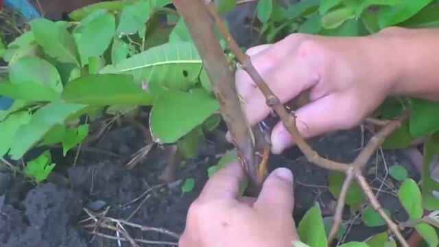 《植物》芭乐的繁殖方式,演示芭乐嫁接繁殖技巧,简单易学