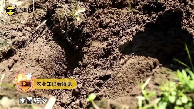 低温高湿小麦白粉病发病快、危害大,该如何防治?