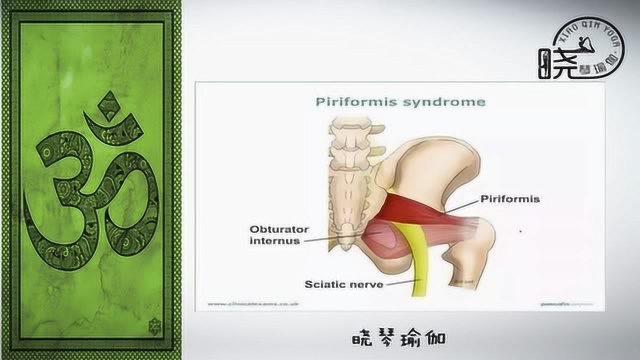 瑜伽解剖36 梨状肌 晓琴瑜伽微课堂