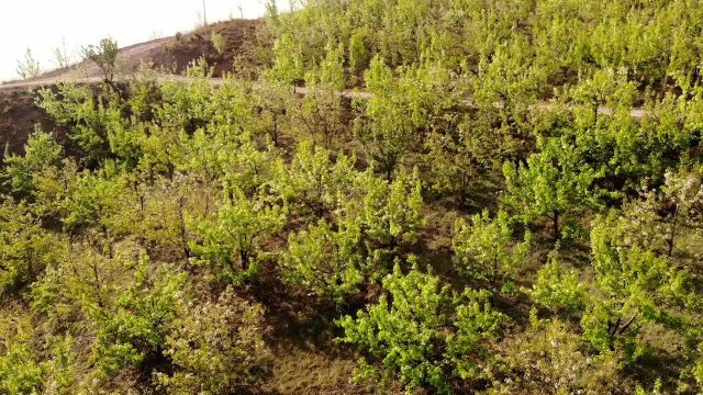 大理巍山马鞍山航拍视频作品 梨花节梨花朵朵开航拍10