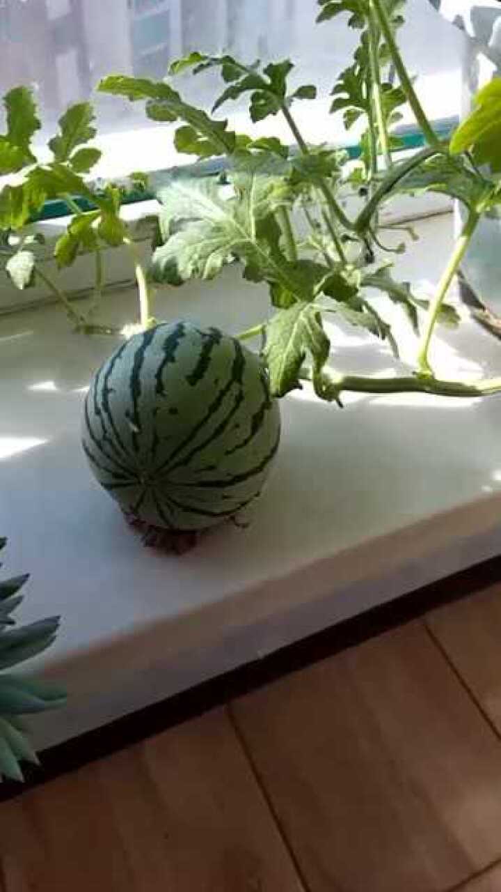 当初老公把西瓜子吐进了花盆里没想到还结了一个小西瓜厉害了