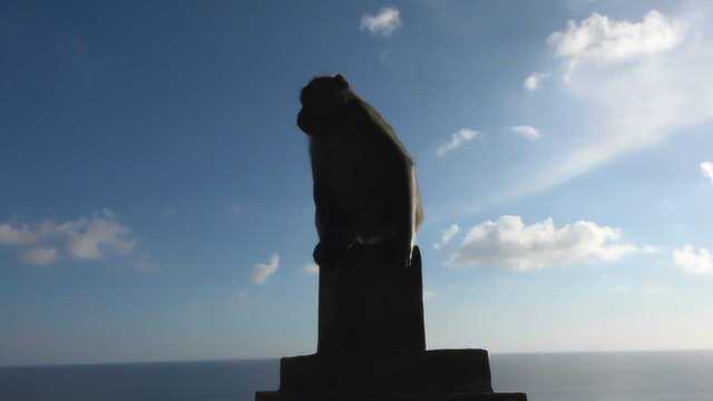 巴厘岛之情人崖—乌鲁瓦图断崖,这里的野生猴子们真是太顽皮了