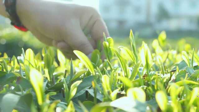 有机茶,大师作:带你走进黄冈英山,探访绿茶手工采摘制作全过程