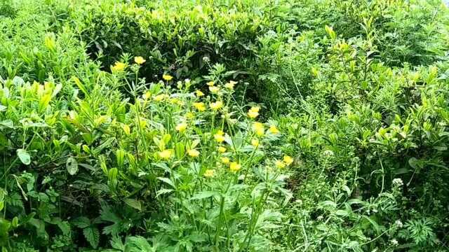 湖南大山深处的风光:茶山春色好,茶农采茶忙