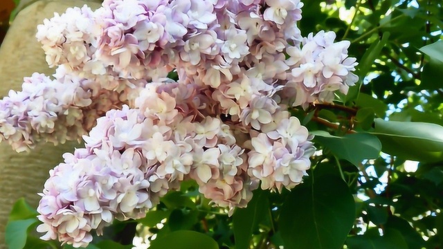 香艳的紫丁香花盛开,丁香花香气宜人