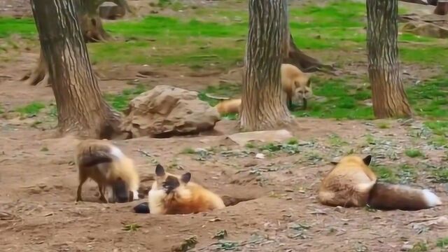 日本特别的“狐狸村”,里面到处是狐狸,和人们相处很和谐!