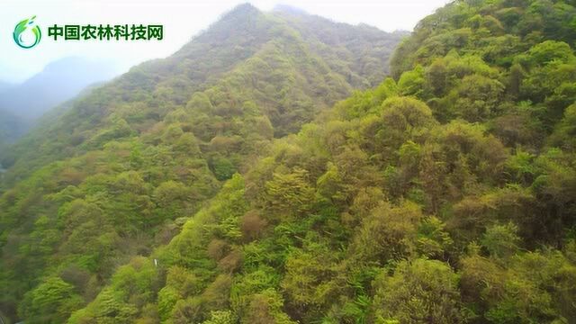 雨后的红河谷,云遮雾绕群山苍翠