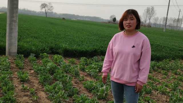 这种豆在农村很少有人种,它叫莲花豆,为啥它比别的豆贵好几倍?