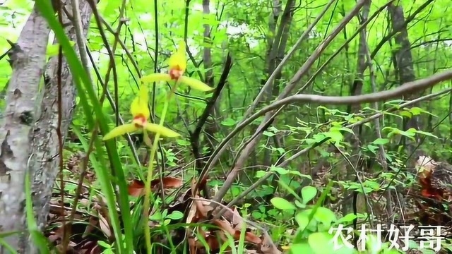 秦岭大山深处,野生兰花一步一窝,春兰惠兰满山遍野