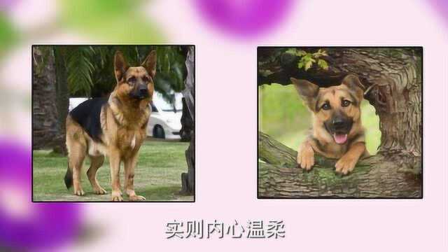 常见的工作犬种类