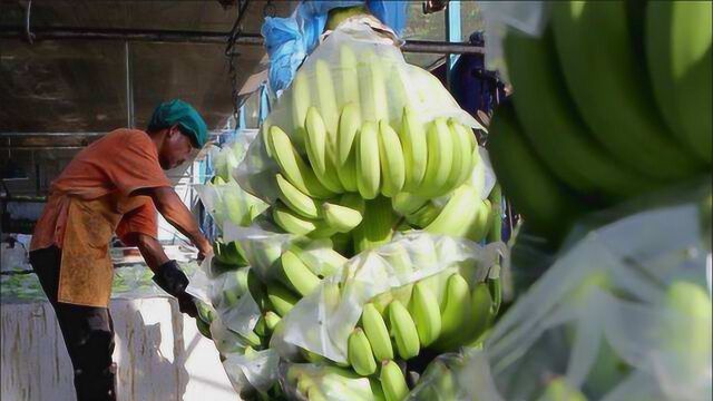 中国超日本,成菲律宾香蕉最大进口国,菲律宾蕉农:保持好关系