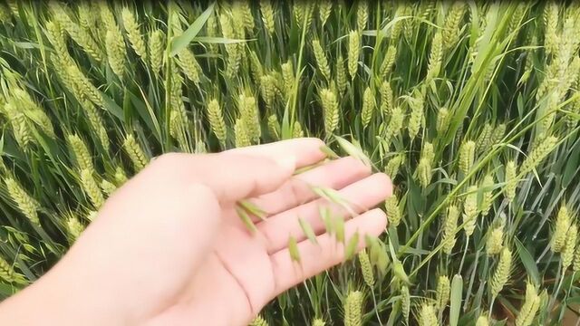 防治麦田杂草节节麦,只需一招,不花钱防治还彻底