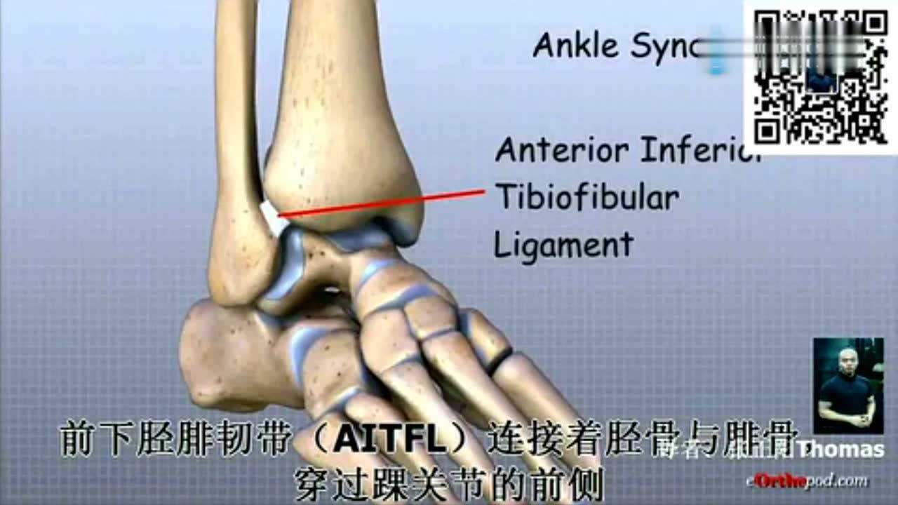 科普:踝关节3d结构解剖