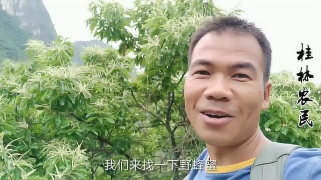 桂林农民分享找蜂经验,靠板栗花定位一窝野蜜蜂,这方法真实用