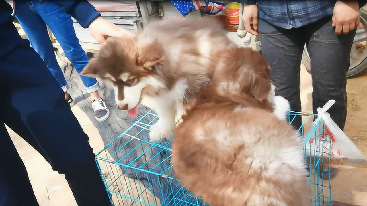 卖掉阿拉斯加