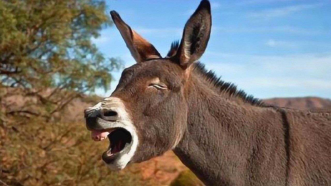 吃苦耐劳的骡子,为何不能自行繁衍后代?看完恍然大悟!