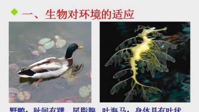 八年级生物下册2.2《生物对环境的适应与影响》重点解析